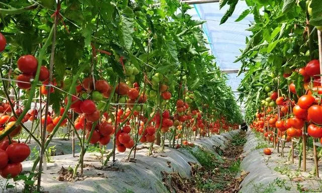 番茄种植技术 种植越夏番茄要注意什么 恒蔬无疆